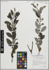 Foto von Salix myrsinifolia Salisb.